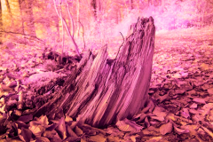 gekleurd hout